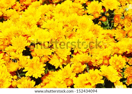 Colorful yellow fall mums