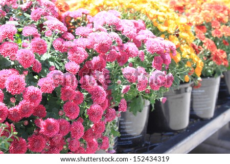 Colorful fall mums