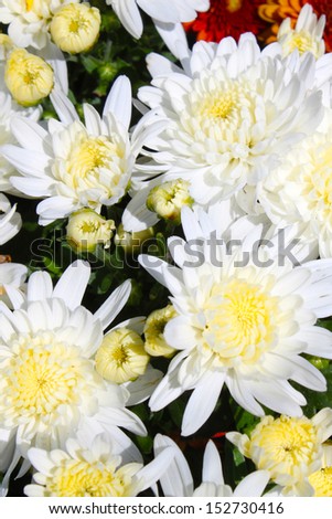 White mums flowers