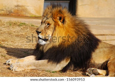 Large lion rests on dry grass