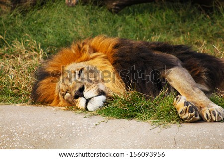 Large lion rests on dry grass
