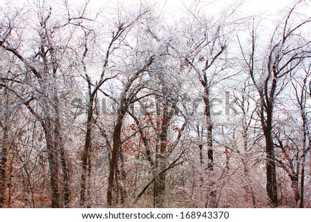 Naked trees after a winter ice storm