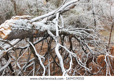 Trees break under the weight of winter ice