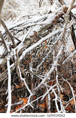 Trees break under the weight of winter ice