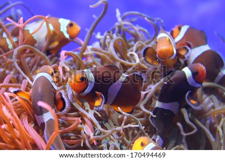 Clown fish in aquarium with anemone