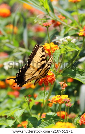 Yellow Tiger Swallowtail butterfly (Pterourus glaucus) on orange zinnia flowers