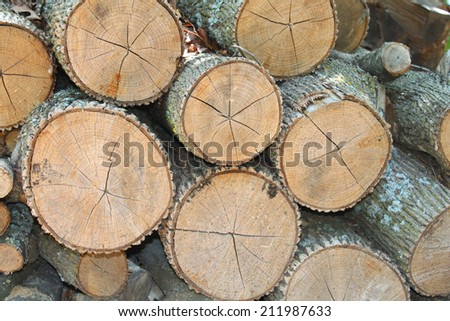 Tree logs pile
