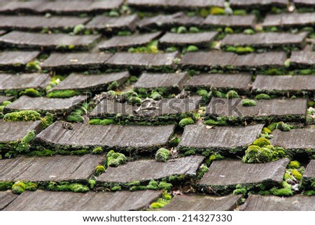 Wooden roof with moss