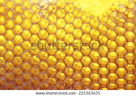 Bee hive background