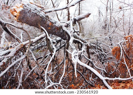 Trees under the weight of winter ice