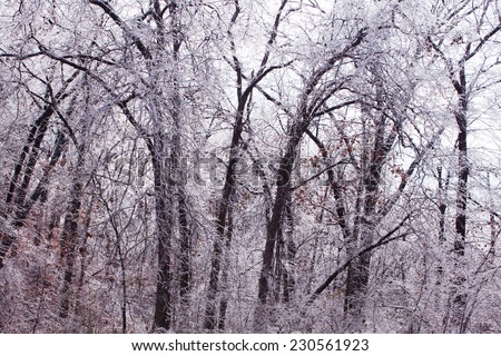 Trees under the weight of winter ice