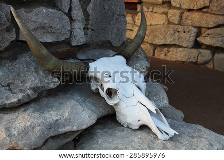A cow skull on rocks