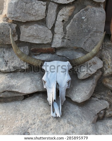 A cow skull on rocks