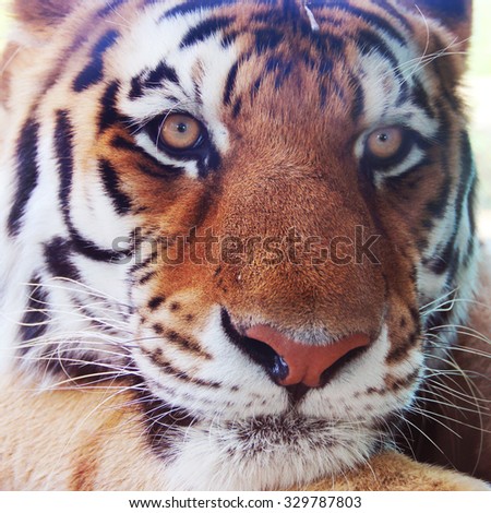 Closeup of a tiger resting on his paws