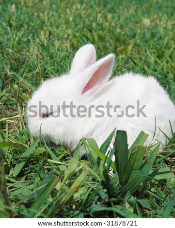 White bunny rabbit