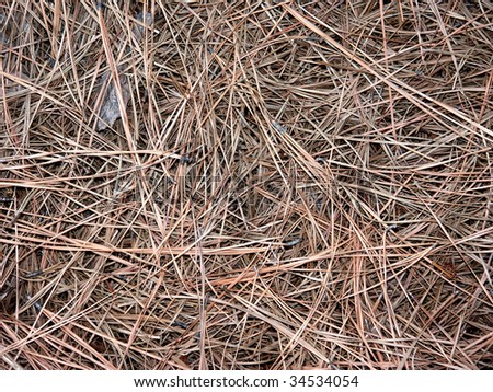 Brown pine needles mulch background