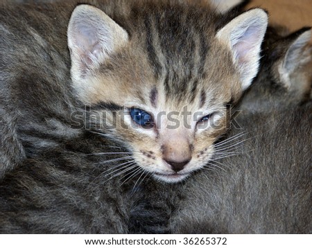 A blue-eyed kitten winks after a nap