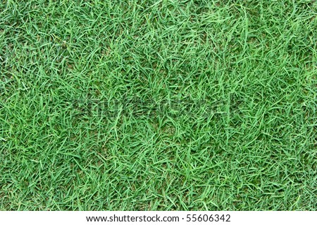 golf course grass. stock photo : Grass on golf
