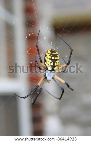 Garden spider (also called orb weaver) is a large, but harmless insects eater, beneficial to gardens