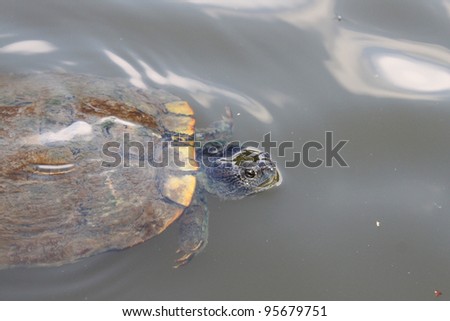 Red eared water turtle