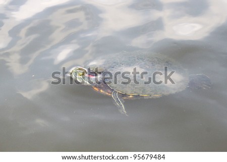 Red eared water turtle