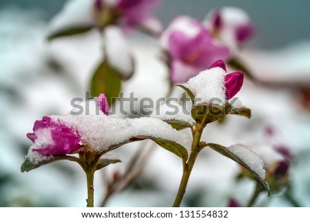 Flowers in the snow close-up.