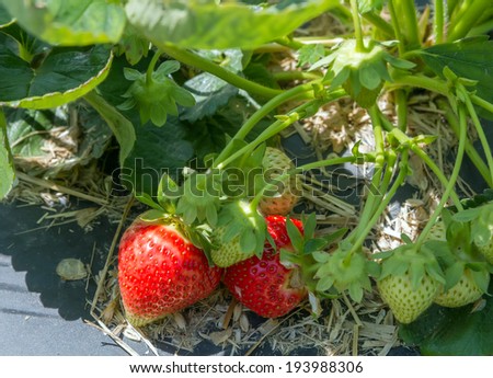 Harvest strawberry on strawberry field