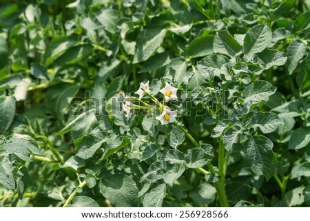 Potato flowers blooming in the field