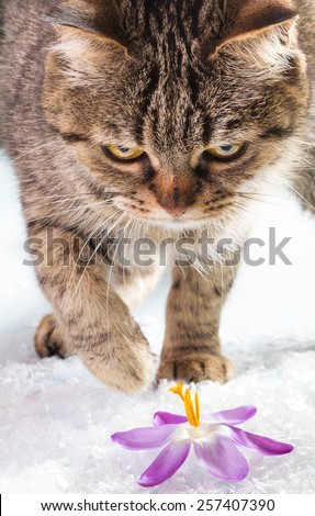 European cat in the snow with crocus.