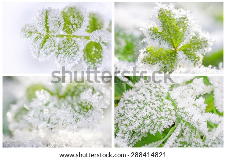 Thematic business card set or visiting card set. Hoarfrost on leaves.