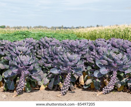 Red Brussels Sprouts