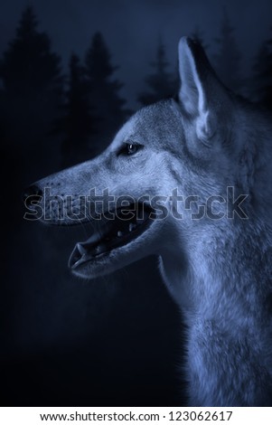 Grey wolf on a deep forest background