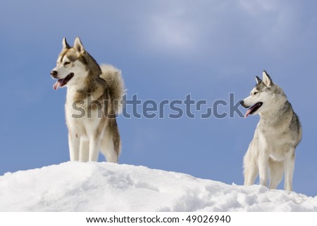 huskies puppies in snow. HUSKY PUPPIES PLAYING IN SNOW