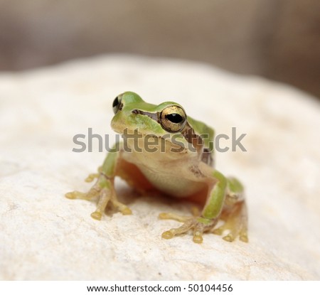Green Frog with Golden eyes