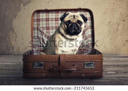 Pug in a Suitcase