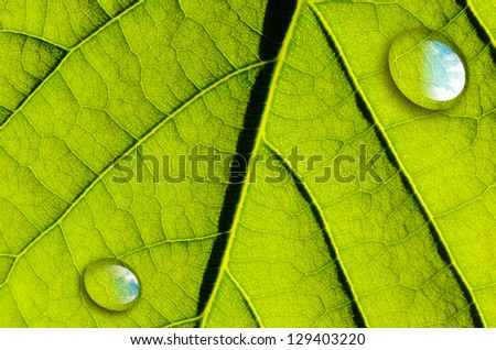 Green leaf with dew drops surface texture macro closeup photo