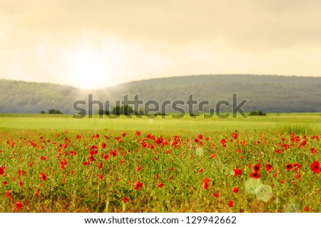 Field of poppies with mountains at background