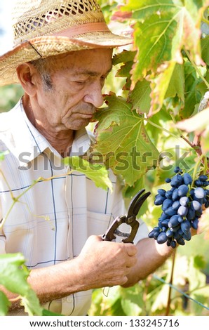 Senior worker cuts twigs at vineyard