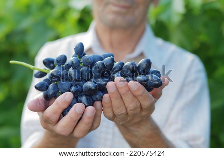 Happy senior farmer with bunch of blue grapes in his hands at vineyard