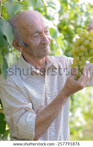 Happy senior farmer with bunch of green grapes at vineyard