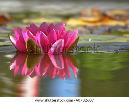 Pink water-lily in the pond. Reflections on the water.