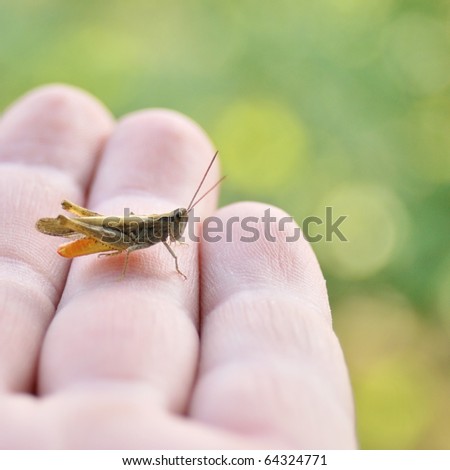 Grasshopper on the opened palm. Close-up