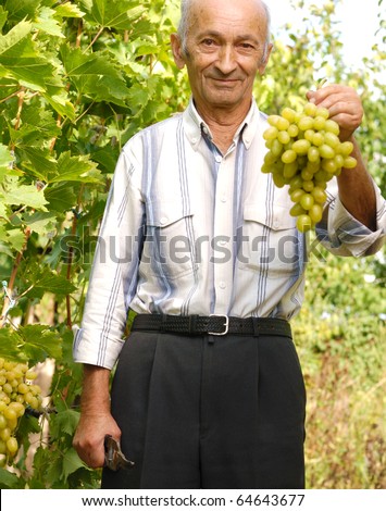 The smiling senior wine-grower shows grapes cluster