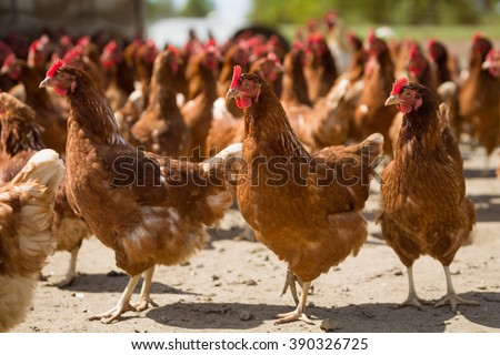 Red chickens on a farm in nature. Hens in a free range farm. Chickens walking in the farm yard.
