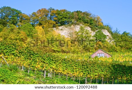 Vineyard at  the german.swiss border near Basel