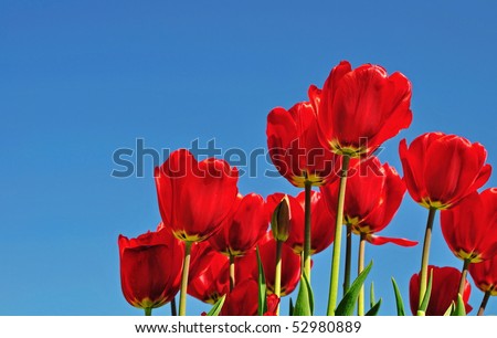 Photo-realistic tulips