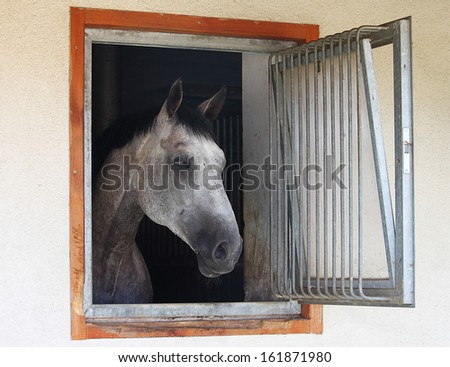 Horse looking from the box window