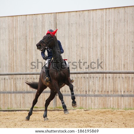 Female jockey with purebred horse, jumping a hurdle