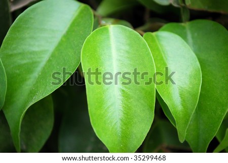 Green leaves of a rubber plant