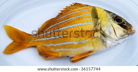 Gold fresh fish on a white dish